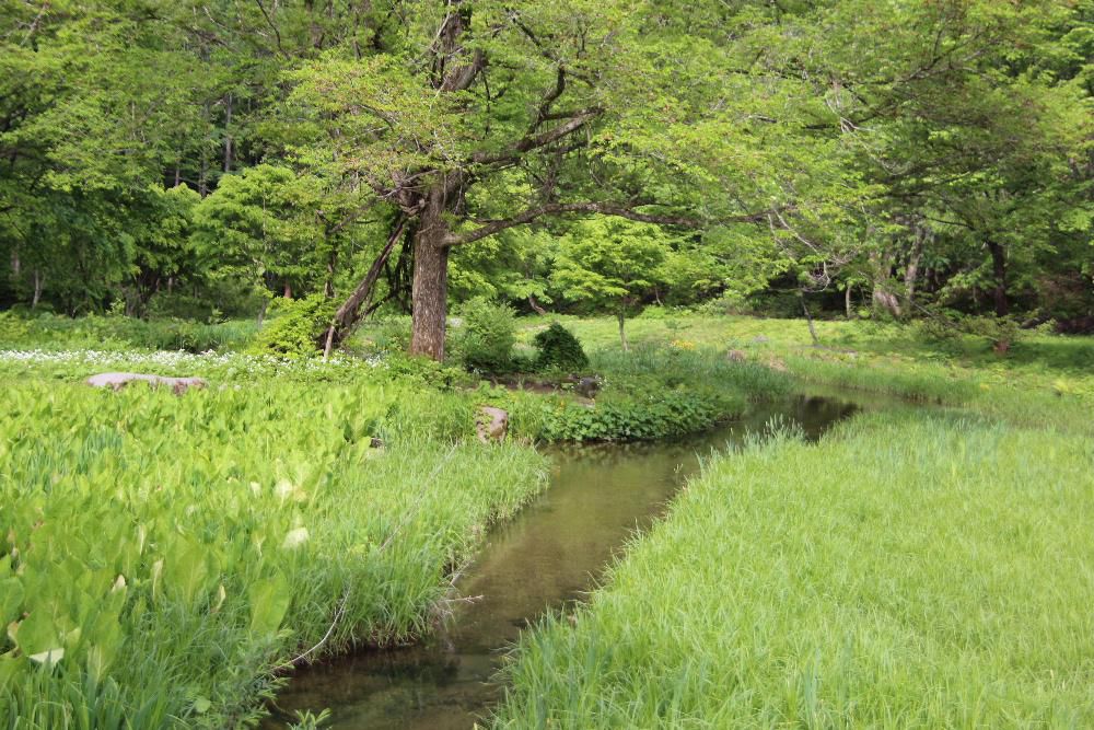 ♪　夏がくれば思い出す　♪　一度は行ってみたいとおもっていましたので　先日桧枝岐村から尾瀬にでかけました　残念ながらアクシデントで登山道途中で引き返し尾瀬沼までまで行くことができませんでした　桧枝岐村の「ミニ尾瀬公園」で尾瀬を感じ取ってきました　この公園には「尾瀬」でなければ見れない草花がたくさんありました　その一部を紹介します
