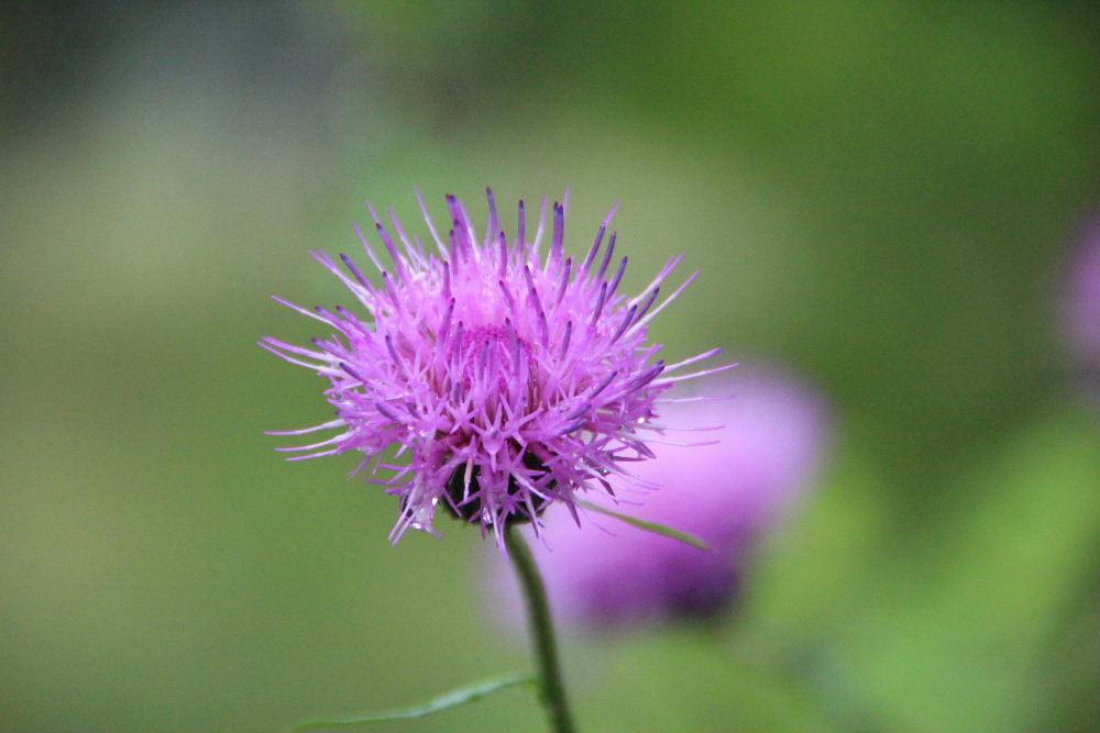 先日南陽８ミリクラブの取材旅行で旧松山町の眺海の森で「ノアザミ（？？・・・）」の花を撮りました　アザミの由来は一説には触ろうとするとトゲに刺されて「欺かれた」という語源からついた名とも言われ別名をコアザミともいうそうです　NHKの朝ドラ「らんまん」の今週のテーマが「ノアザミ」です　欺かれた花「ノアザミ」がドラマの中でどのようにでてくるのでしょうか