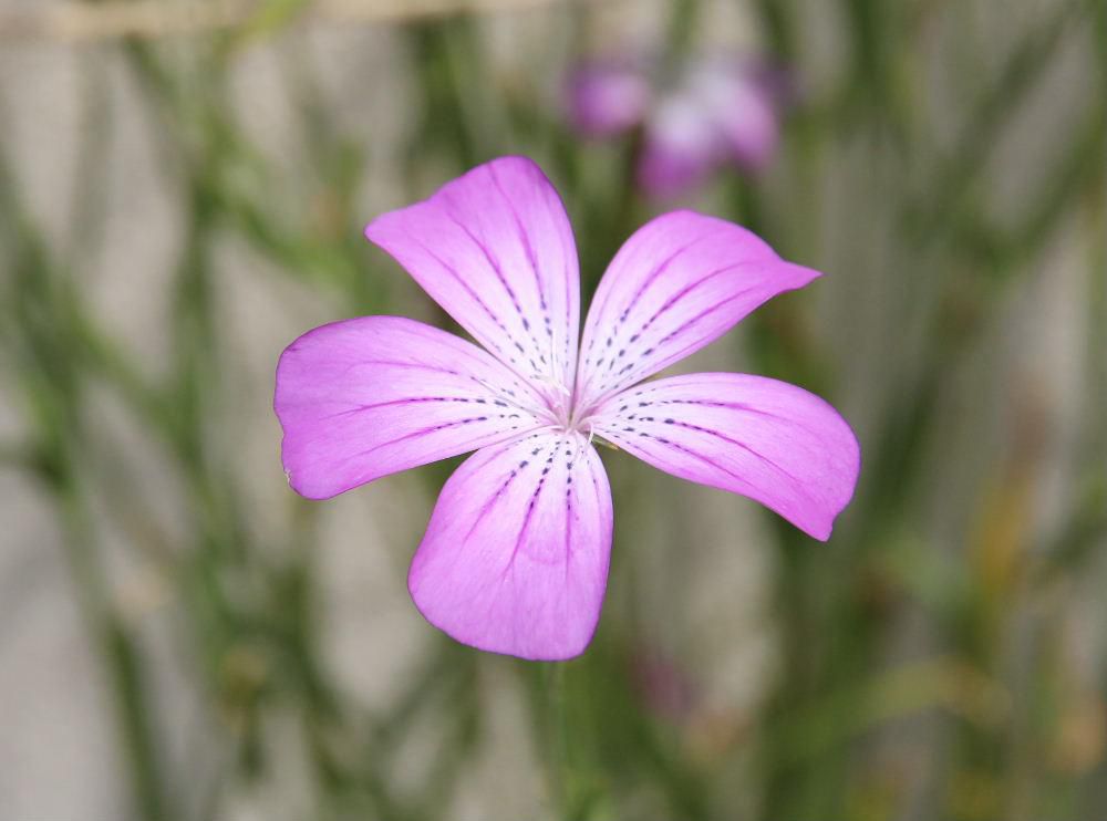 昨日　知人の玄関先に薄紫色の可憐な花が咲いており「ムギナデシコ」と教えてもらいました　枝先に5枚の花弁が咲き中心部が白く花の中心から外側に向かって細い線が印象的です　調べてみると初夏を知らせる花であるといわれているそうで　風にそよぐ姿が涼し気だろうと想像します 