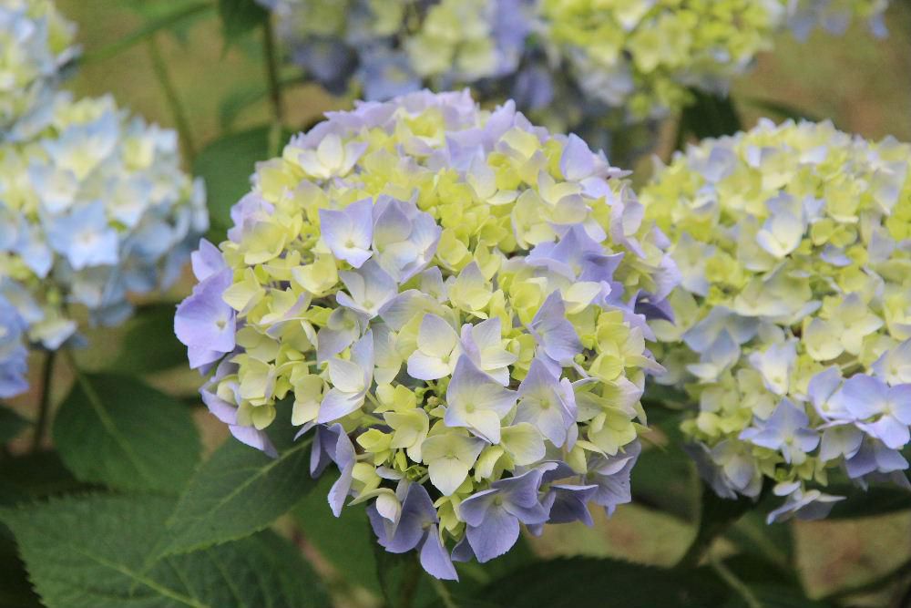 挿し木で育てた「アジサイ」が薄青い花を咲かせましたが「アジサイ」は色が変わることを知っていましたか　あじさいの大きな特徴の1つが、育った土壌によって色が変化するのだそうです　 同じ株の花が薄紅色になったり爽やかな青色になったりと色を変える様子は何とも神秘的　 この特徴からあじさいには「七変化」という別名がつけられていたり「移り気」や「無常」といった花言葉がつけられていたりします