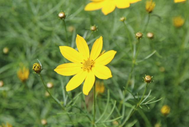 コスモスのような黄色の花がさいています　梅雨の時期になりこれから暑くなる初夏にもうコスモスのような花を咲かせているのは「イトバハルシャギク」で　糸状の繊細な葉にコスモスに似たかたちのレモンイエローの花をたくさん咲かせます　見た目は繊細なイメージですがとても丈夫で日当たりのあまりよくない場所で咲き乾燥にも強い植物で 宿根草で花が終わると刈り込みますが来年またきれいに花を咲かせてくれる手のかからない花です