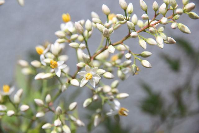米粒が散らっているような蕾の中にようやく小さな花を見つけることができましたが何の花かわかりますか　「ナンテン」の花です　秋になると真っ赤に色づく葉や実を想像できないほとかわいい花です　いろいろな植物がそうですが花と実の違いにその不思議さを感じてしまいます