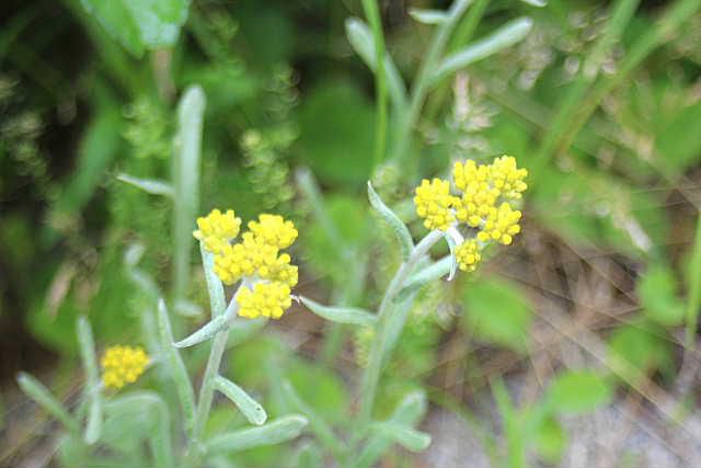 今日の草花は一昨日の烏帽子山公園の植物観察で教えてもらった「ハハコグサ」です　聞いたことがある名前ですが春の七草の一つ御形（ごぎょう）であり茎や葉の若いものは食用できるそうです　道端や畑などどこでも見れる草花のようです　