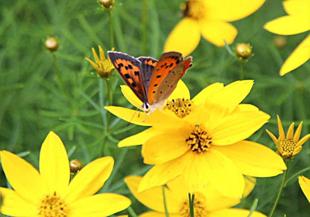 イトバハルシャギクが一斉に咲き始めました　その花に「ベニシジミ」という蝶が留まって蜜をすっているのでしょうか　この蝶は１年になんども発生するのだそうですが特に春から初夏にかけて野原にとんでいるそうです　１９９７年（平成９年）１１月２８日に３０円切手の意匠となり２０１５年９月３０日に販売が終了していますがあまり覚えていないです