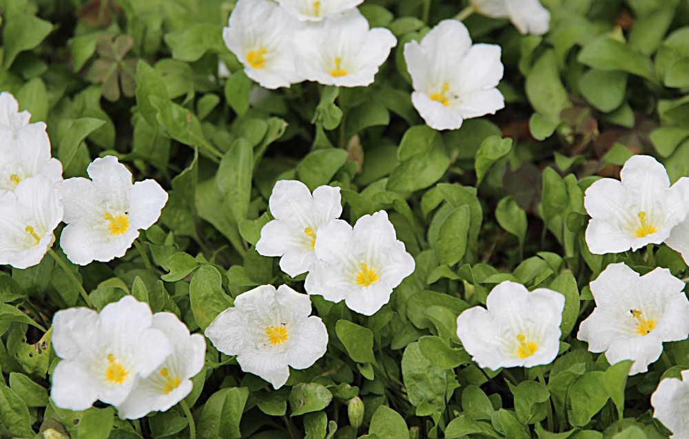 玄関のすみに植えていたギンパイソウがたくさんの白い花を咲かせています　この花は知人のWさんの庭に一面に咲いていたので数年前に一株いただいたもので初夏の季節になると毎年咲いてくれるようになりました　この花をいただいたWさんが去年６月になくなり今日葬儀が行われます　白いギンパイソウを見るとWさんを思い出します　この花は彼を思い出させてくれるメモリアルフラワーです