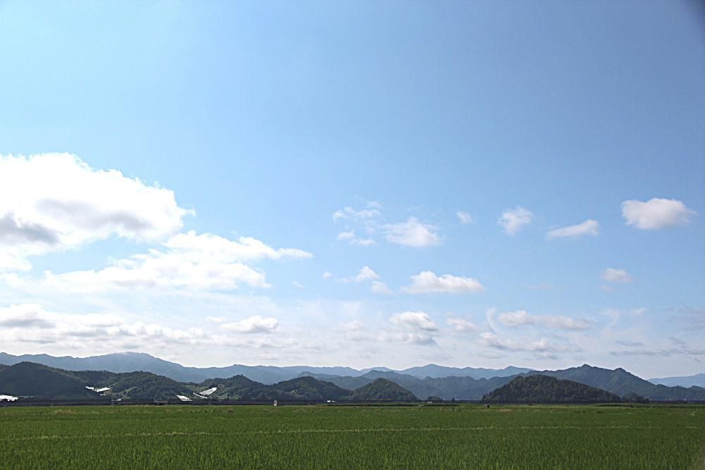 暑い日差しが戻ってきました　いつの間にか田んぼの稲が青々と背をのばしています　夏の風景が目に沁みます　雨上がりの道ばたにはヒルガオの花が咲いていました