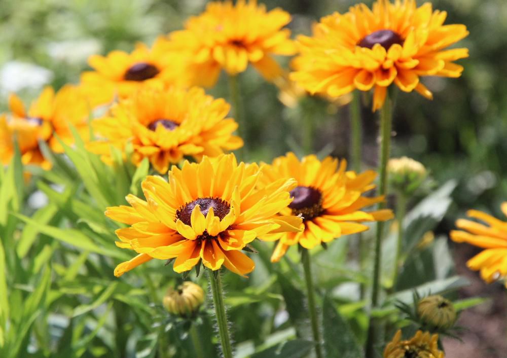 夏の「ヒマワリ」のように太陽に向かって上向きに黄色の花が咲いています　大きさは５～６センチぐらいでしょうか　「ルドべキア」ではないかと思います　周りの黄色の花びらの中心に茶色のチョコレートのような小さなが花（？）が咲いています　最近様々な花に出会い名前がわからいものが多く四苦八苦しています　花の事典やスマホのアプリなどを使って調べていますが中々みつかりません　教えてくださるブログの訪問者に助けられています