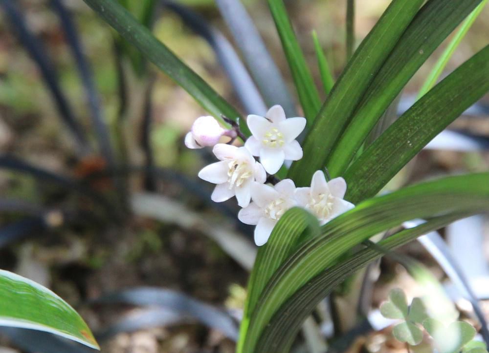 黒っぽい葉をもつ草花が白い花をつけています「コクリュウ」という草花で黒い葉は珍しく緑色が主なる庭づくりでは大きな役割を果たしているそうですが我が家の「コクリュウ」雑然と植えられているだけです　寒さにも暑さにも乾燥にも強く植えっぱなしでもどんどん増えていくそうです　花は下向きに咲いており無理して上向きにしましたが写真を撮るのに苦労しました