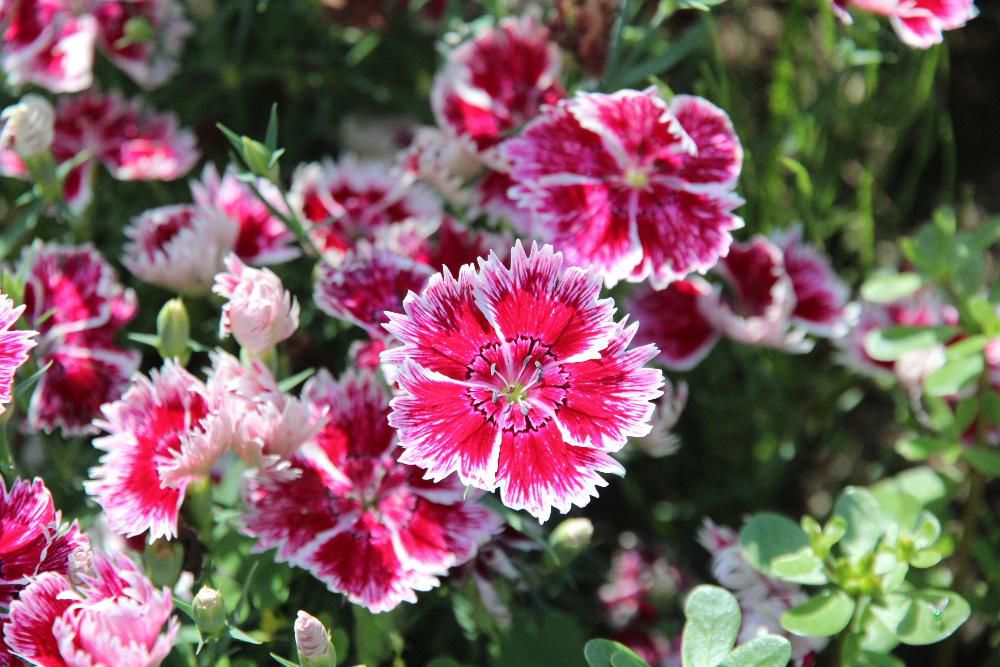 ナデシコ科の「セキチク」を散歩道の畑でみつけました「セキチク」の花は紅色や白色の３～５ｃｍほどの５枚の花弁を持つ花で先端が細かく切れ込みが入っています「セキチク」という名前は茎が堅くて葉が竹に似ているところからつけられたといわれています　原産地から「モウコナデシコ」などの別名あるそうです　本種「セキチク」を「カラナデシコ（唐撫子）」と呼んだことに対して日本の「カワラナデシコ」を「ヤマトナデシコ」と呼んだそうです　清楚な姿から意味を転じて日本的な女性のことを「大和撫子」というようになったとされています