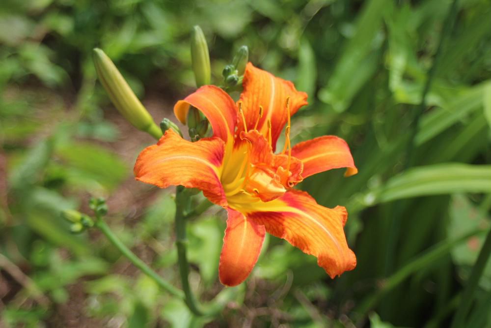 ユリに似た鮮やかなオレンジ色の花がさいていました　「ワスレグサ」という名で花が１日で終わるのだそうです　英語でDaylilyと呼ばれるそうです この花を植えると悩み事が忘れられるとかこの花をみると夏の暑さも忘れさせてくれるといったいわれもあるようです　悩み事を忘れさせてくれるということで恋の悩みを詠う和歌にも登場するそうです