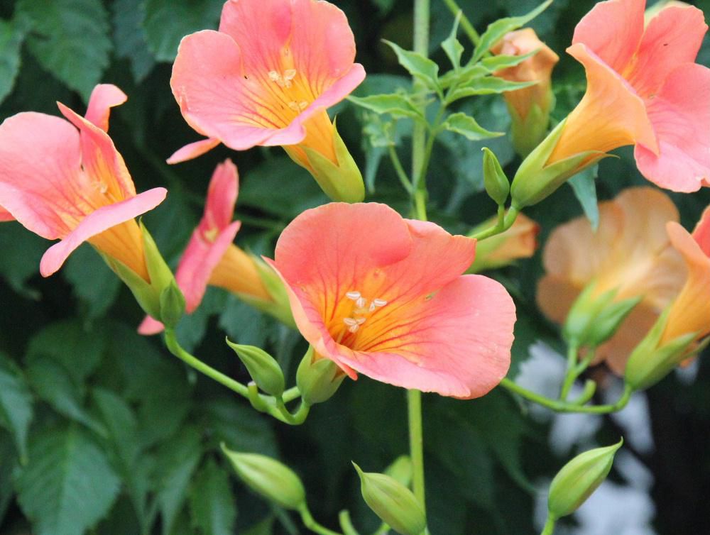 つる性の花木で橙色あるいは赤色の大きな花をつけ樹木や塀などの付着して咲く「ノウゼンカズラ」が梅雨空のパッとしないこの頃の気候を振り払うように咲いています　古名の「ノウセウ」「ノセウ」がなまって「ノウゼン」となったといいます　その花木が他の木などに絡みついて伸びていくので「カズラ」と名がついたようです　暑い夏に太陽に負けない鮮やかな色でたくさんの花をさかせてくれる「ノウゼンカズラ」が好きです