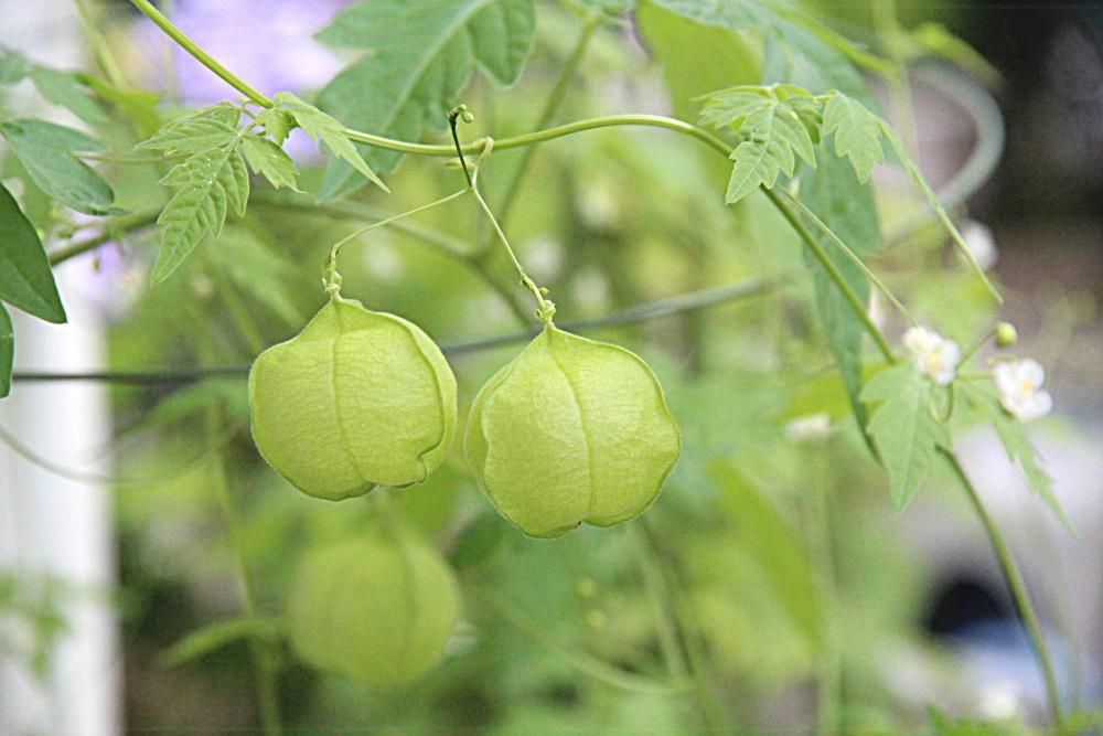 「フウセンカズラ」という植物をご存じですか　花や実も種までどこから見てもかわいらしい植物です　梅雨時はツルの植物がどんどん伸びる季節で庭のフジのツルはここぞとばかりに上に下に伸びています　「フウセンカズラ」は今年も爽やかな黄緑色のツルを伸ばしかわいいフウセンの実をつけています　夏を感じさせてくれる草花の一つです 