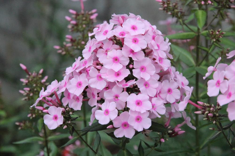まっすぐに伸びた茎の先にてまり型やピラミッドのようにたくさんの花を咲かせている「オイランソウ」がそちこちの家の庭に咲いています　花はシバザクラのような形でピンクや赤や白い花色です　花魁（おいらん）が使っていた化粧用の白粉に似ているとして「オイランソウ」と呼ばれていたそうで　においを嗅いでみるとかすかにおしろいのような香りがしました　今は英語名の一部を用いてフロックスと呼ばれるそうです