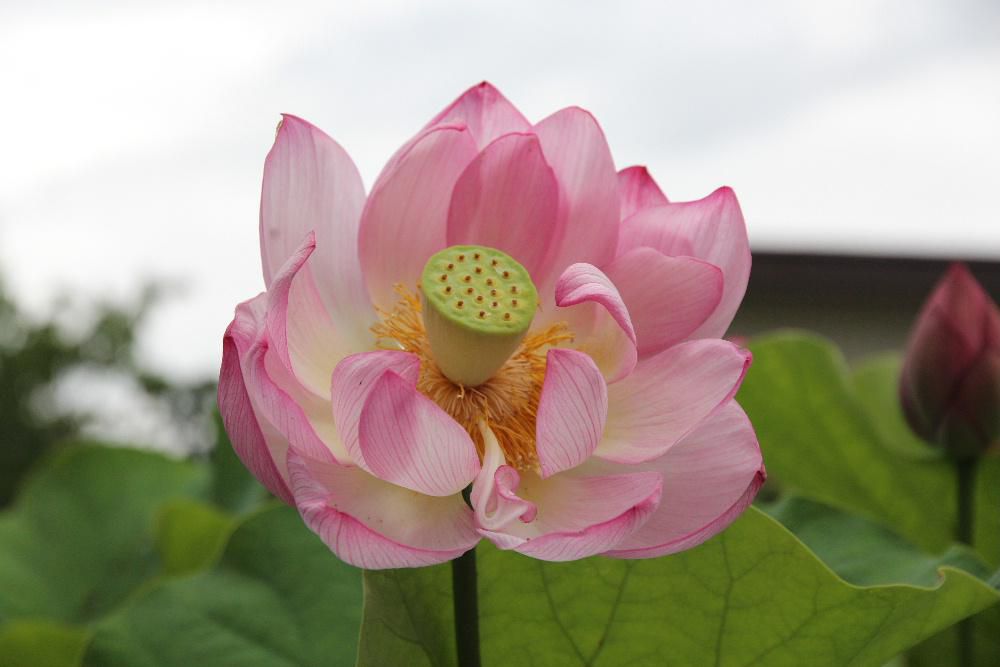 知人の庭で鉢植えされた見事な「ハス」の花を見せていただきました　青い空 緑の葉っぱの中でピンクの花が爽やかです　仏像が座っている花としてて知られていますが調べてみますと「ハス」の花が美しく咲くタイミングは時期は梅雨明けで午前中開花してから2日目だそうですが見てみたいものです