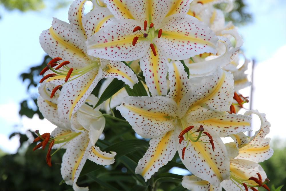 これが「ユリ」なんでしょうね　大きな「ユリ」の花が元中山の諏訪神社のそばに咲いていました　諏訪神社はシャクヤクの花で名がしられていましたがすっかりシャクヤクは姿を消し寂しくなってしまいました