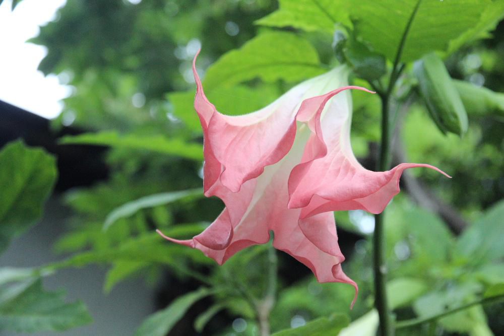 下向きに垂れ下がり　花びらの先は５つに分かれてそりかえって咲いているピンクの花「キダチチョウセンアサガオ」をみつけました　原産地は熱帯地方だそうですが暑さに弱く管理を怠るとかれてしまうとか　低温には強く丈夫な植物だそうです　有毒植物ですが江戸末期の医師華岡青洲が使った麻酔薬は　チョウセンアサガオから精製したものだそうですが　キダチチョウセンアサガオも薬用となるとのことです　不思議な花ですね
