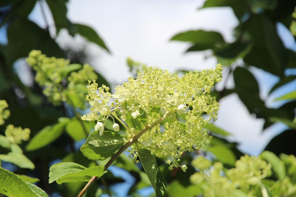 梅雨が明け本格的な暑い夏の季節がやってきました　青い空に向かって白い花が爽やかに咲いています　ピラミットに似ているので「ピラミットアジサイ」と呼ばれています　ノリウツギという落葉の低木で開花はアジサイの見ごろが終わる今頃の時期のようです　花と思われる部分は装飾花の萼片でアジサイの仲間です