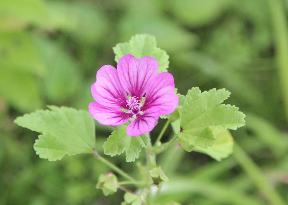 タチアオイとよく似た花で背丈が小さいのでなんという花だろうと調べてみると「ウスベニアオイ」ではないでしょうか  「ウスベニアオイ」は「ハーブティ」のお茶　サラダ　葉や根は煎じて薬効もあるとのことで利用価値の高い花のようですが果たしてこの花は「ウスベニアオイ」でしょうか　ハーブティとしてお湯を注ぐと透きとおった青でレモンを浮かべるとピンクに変色するので大変人気のあるハーブティだそうです