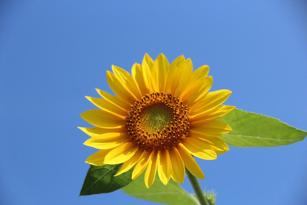 暑い夏を象徴する「ヒマワリ」が暑さをものともせず太陽に向かって咲いています　「ヒマワリ」を見るとじりじりと照る太陽のもとで駆け回った幼少期の頃のこと　炎天下のグランドで汗まみれで指導した部活動　映画「ひまわり」　皆さんは「ヒマワリ」を見て何を思い出しますか　夏はやっぱり「ヒマワリ」ですね