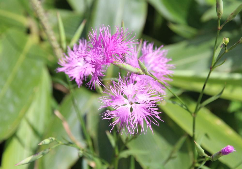 鳩峰峠の山頂でピンクの花を咲かせている花がたくさん咲いていました「エゾカワラナデシコ」でしょうか　山地の日当たりのよいところに自生しているといいます  とても可愛いはなで夏の山を彩ってくれる花ですが株の寿命が短いので庭で育てるのは大変だといわれているようです