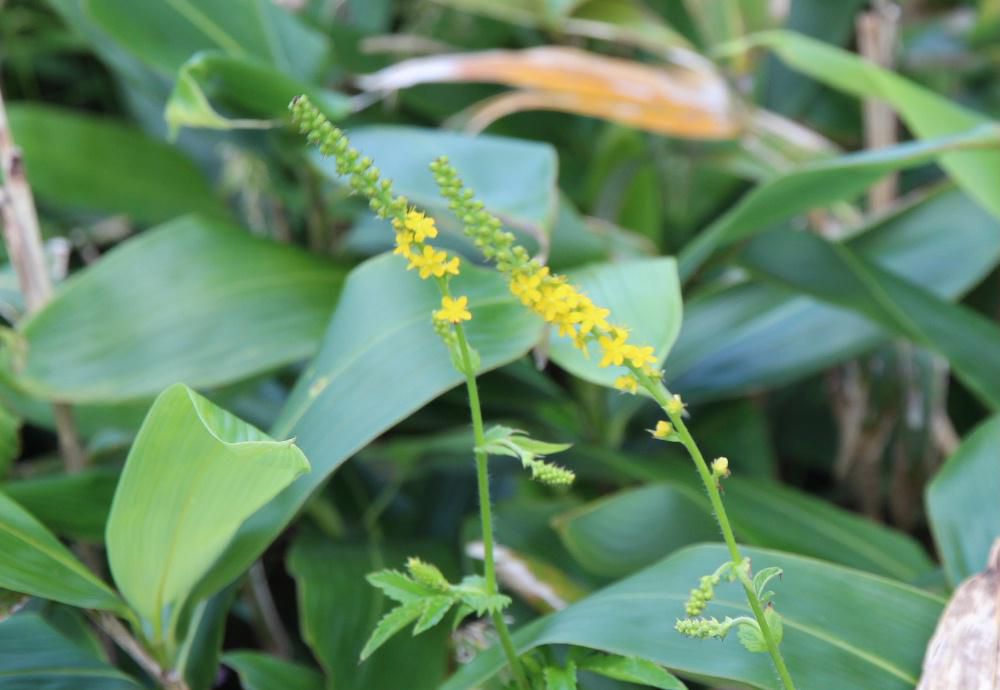 鳩峰峠の山頂に登る道のそばに「キンミズヒキ」の黄色の花が咲いていました　和名「キンミズヒキ」の名前の由来は「金水引」の意味で細長い黄色の花穂を「金色のミズヒキ」例えたものだそうです　花にはとげがあり秋にに山地の道を歩くと衣類についたり　動物の毛に付着して運ばれて増えていくのだそうです
