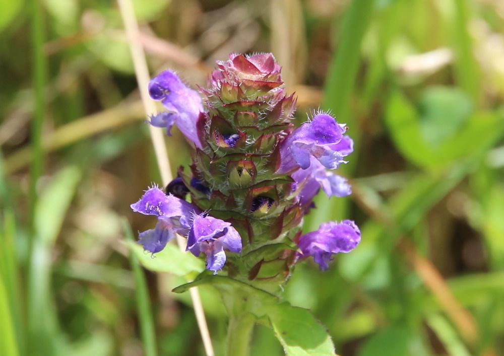 鳩峰峠で見つけた「ウツボグサ」です　夏は植物にとっていちばんの成長期なので野も山も一面の緑に覆われます　しかしそんな盛夏に背を向けるように枯れてしまうのが「ウツボグサ」です　写真のように茎の上から開花し一番下に花が咲くころには上の方は枯れ始めてしまいます