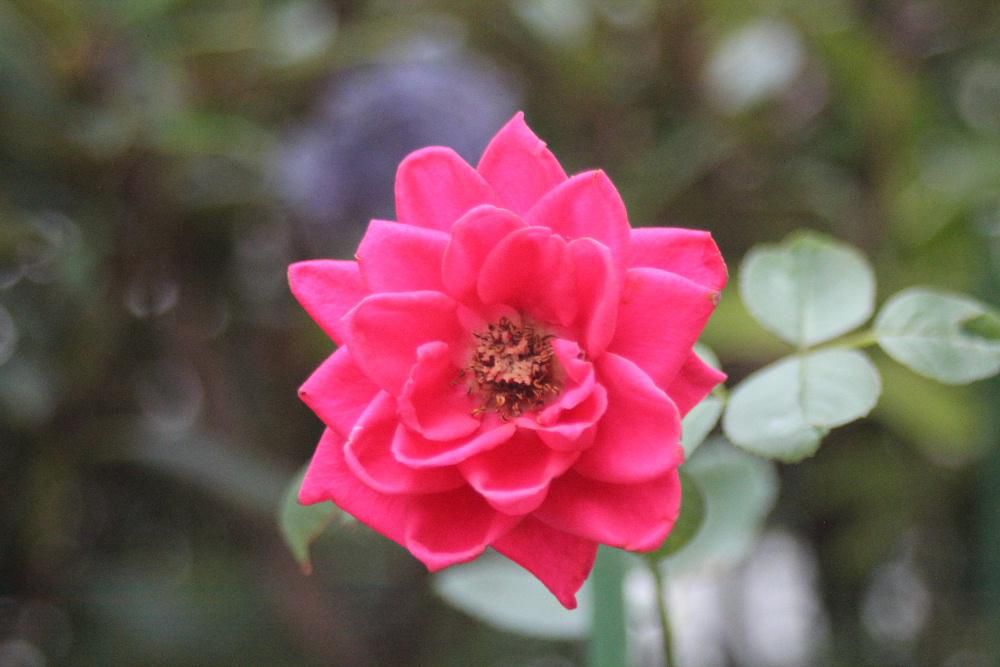 この花は四季咲きの「バラ」ですが連日の暑さで花が縮んでブリザードフラワーのようになってしまいました　あまりの暑さに野菜が枯れたりして値段が高騰しているニュースもありました　熱中症で亡くなった米沢市の中学生が亡くなり心が痛みます　花も枯れてしまいそうです