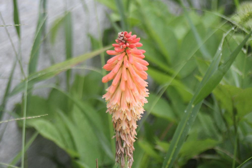 昨秋　近所から「トリトマ」を数株いただきました　早速庭に植え開花を楽しみに待ちましたが痩せた山土の庭で一向に咲いてくれません　同じ時期に一緒に植え替えた近所の「トリトマ」が暑い日差しを受けて咲いています　今の季節にぴったりのオレンジと黄色の花が夏の太陽に負けじとさいています　我が家の「トリトマ」は来年花が咲くでしょうか