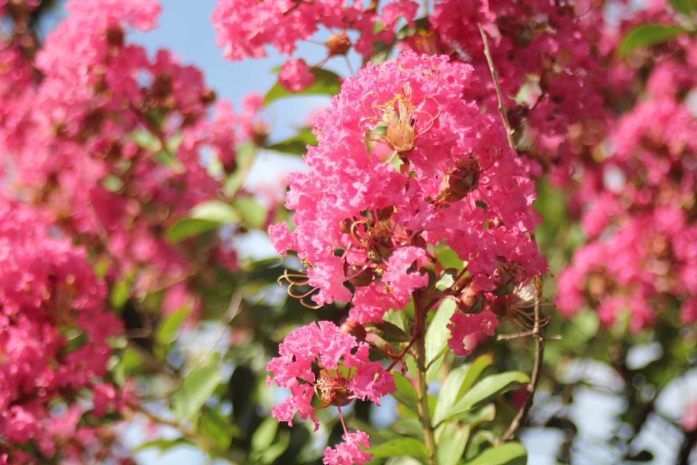 青い空の下で鮮やかなピンクの「サルスベリ」の花が咲いており暑い夏でも遠くからでも目立つ花木です　この「サルスベリ」の木は樹皮は始めザラザラしていますが一度樹皮が剥がれ落ちると白い木肌がつるつるしています　そこからサルが登ろうとしても滑って落ちてしまいそうなことから「サルスベリ」という名前が付いたといわれています