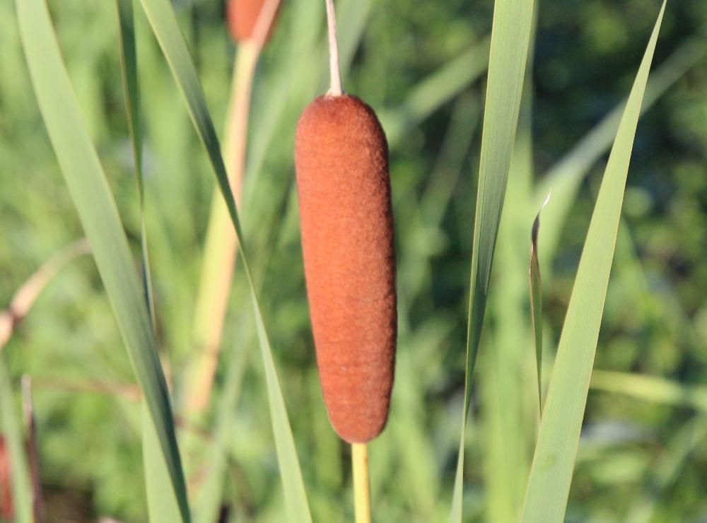 チョコレートをまぶしたアイスのような「ガマ」が群生していました　雄花も雌花も花びらなどはなくきわめて単純な構造になっている植物のようです　「ガマ」という名前は葉を編んでむしろや敷物を作ったことから朝鮮語のカムに由来するという説があるそうです　秋になると白い穂綿を作りこのブログで何度も紹介したことがあります　水生植物で浅い水底の泥の中から茎が直立して背丈の高く大きなものは2メートルにもなります