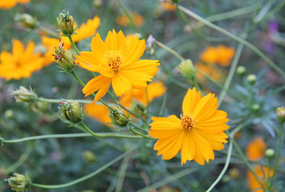 ピンクや白の花を咲かせる一般的なコスモスの仲間である「キバナコスモス」が咲き始めています　キバナコスモスだと思って育てたプランターのコスモスがオレンジ色の花を咲かせてくれずがっかりしていましたが散歩の途中で「キバナコスモス」も出合うことができました　「キバナコスモス」はコスモスよりもやや小型でよく分岐して横に広がり葉の幅が広いのが特徴だそうです　耐暑性があるので今年のような暑い夏でも旺盛に咲き続けるとのことで見事に「キバナコスモス」が咲いています