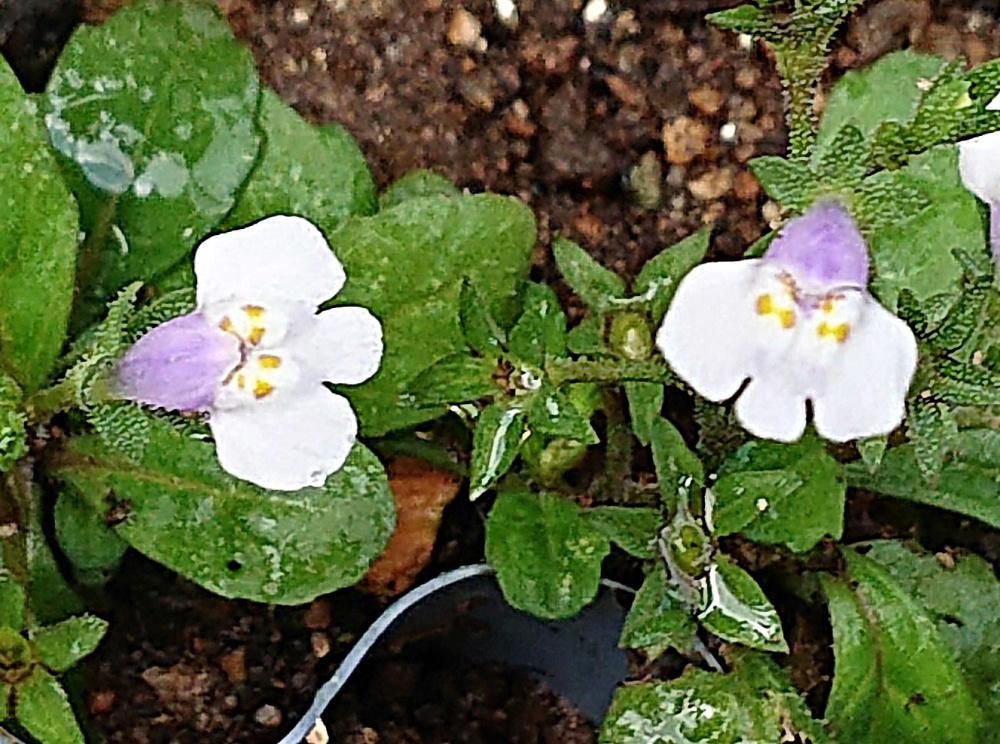 道端や空き地のあちこちにスミレに似た１センチにも満たない小さな花が咲いています「トキワハゼ」ではないでしょうか　一年中緑の葉があり実がはぜるので和名が「トキワハゼ」と名付けられたそうです　庭では雑草としてむしり取られてします野草ですが よく見ると小さい花ですが可愛い花です