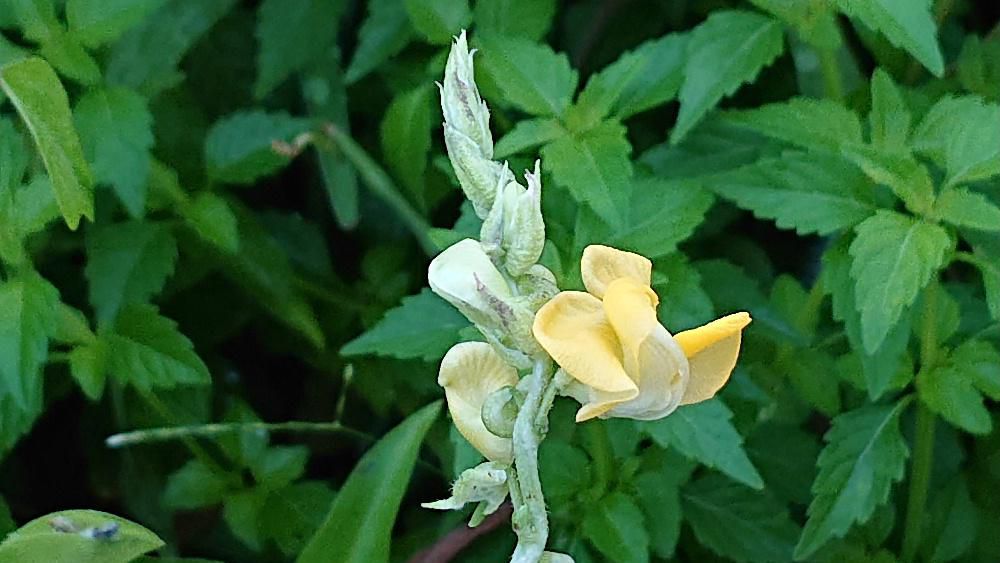 田んぼのそばの湿地につるを伸ばし黄色の花をつけている草花を見つけました　似たような花に「ヤブツルアズキ」または「ノアズキ」のどちらかではないでしょうか　旗弁といわれる花びらが左右が大きさも形も違っているので「ノアズキ」かなと思いますが　葉の形とすると「ヤブツルアズキ」とも思ったりしています　すぐ見分けが付きそうですが残念ながら区別がつきませんでした