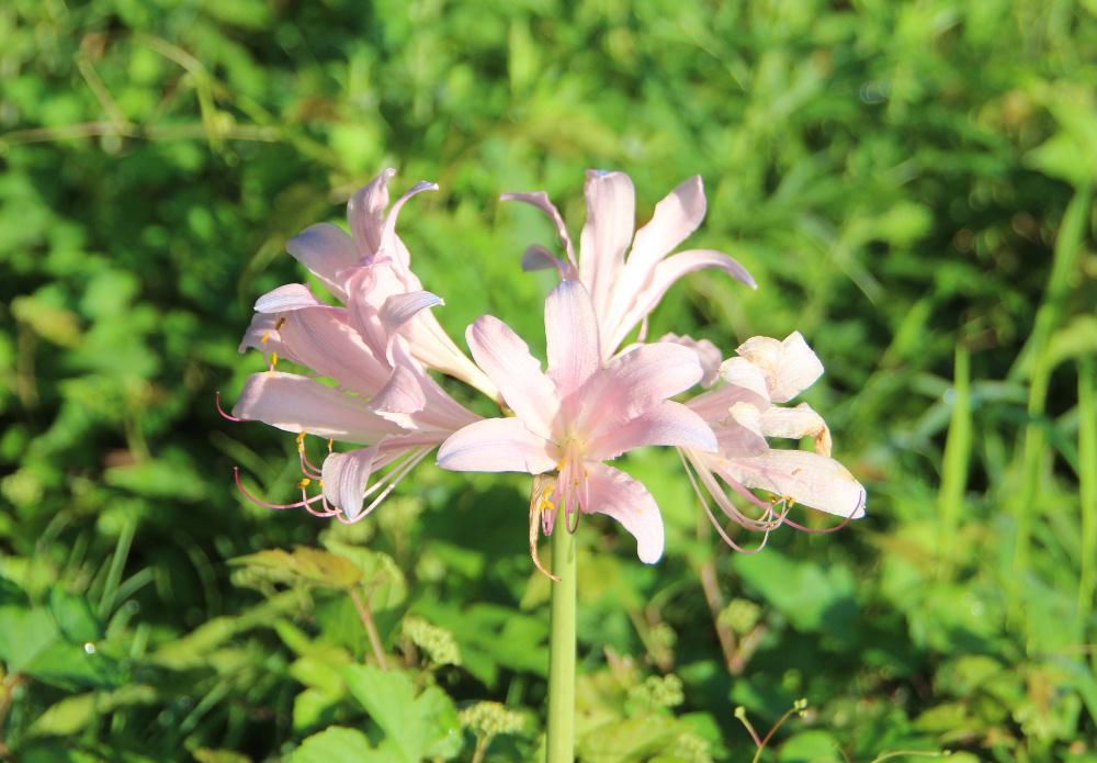 きれいなピンク色の花　太い茎　ヒガンバナに似た「ナツズイセン」が国道駐車帯土手に咲いているのを見つけました　花のあとに出てくる葉っぱの形が水仙に似ていることから「ナツズイセン」と名付けられといわれています　彼岸花科でヒガンバナより１か月ほど早い８月に咲くのだそうです  ぽつんと１輪咲いているのでもしかすると停まっている車から捨てられたものが根付いて育ったのでしょうか　それとも自生したものでしょうか　