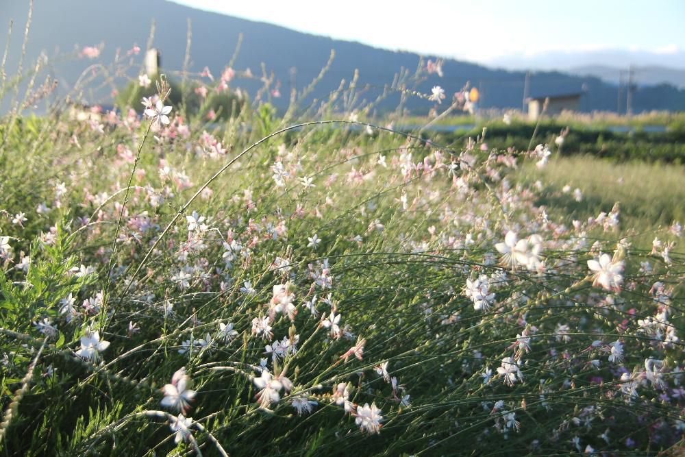 伸びた茎の先に蝶に似た白い花をたくさんつけた「ハクチョウソウ」が咲いていました　大きな株に一面に蝶が舞うように咲いているので「ハクチョウソウ（白蝶草）」という和名がついたのだそうです　一つひとつの花は短命のようですが夏から秋にかけて次々と咲かせてくれますので長い期間鑑賞することができるようです　暑さにも寒さに強い花だそうですので育てやすい植物です
