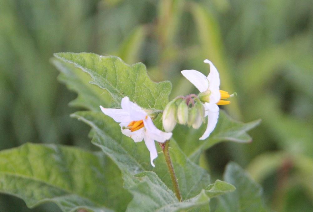 今日の草花は牧野富太郎が発見命名した「ワルナスビ」です　ナスやジャガイモの花に似て白や薄紫色で春から秋まで咲き続ける「ワルナスビ」を田んぼのそばに見つけました　なんとこの「ワルナスビ」は明治３９年（１９０６）に千葉県成田市の御料牧場で牧野富太郎が発見命名し今では全国に広がっているそうです　おいしそうな丸い黄色の実がなっていましたが有毒であるために食べることができません　家畜が食べると時には中毒死することもあるそうです　増殖しやすく除草剤も効きにくく厄介な草だそうです