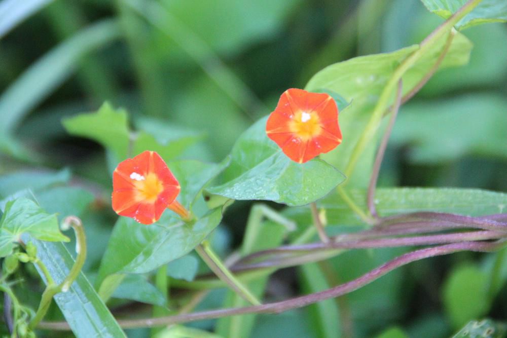 伸びたツルから花を咲かせているオレンジ色の花「マルバルコンソウ」が川べりを覆うように一面に咲いています　花は２～3ｃｍの大きさで花弁は五角形に開いてその中心から雄しべと雌しべが飛び出しています　かつては観賞用とされていたのだそうですが今は野生化し環境にも適応力が高く　繁殖力も旺盛でいたるところで雑草化しているのだそうです