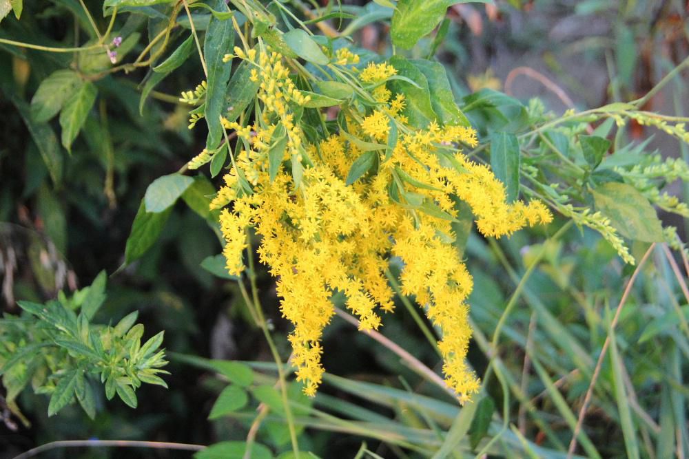 田んぼそばの荒れ地にセイタカアワダチソウに似た黄色の「オオアワダチソウ」が咲いていました　セイタカアワダチソウよりも背が低くちょっと先に咲きセイタカアワダチソウが咲くころには終わっているようです　小さな花が数多く集まって咲いています　日本生態学会によって日本の侵略的外来種ワースト１００に選定されており　希少植物が生育しているところでは駆除が行われているそうです　きれいな花ですがねえ