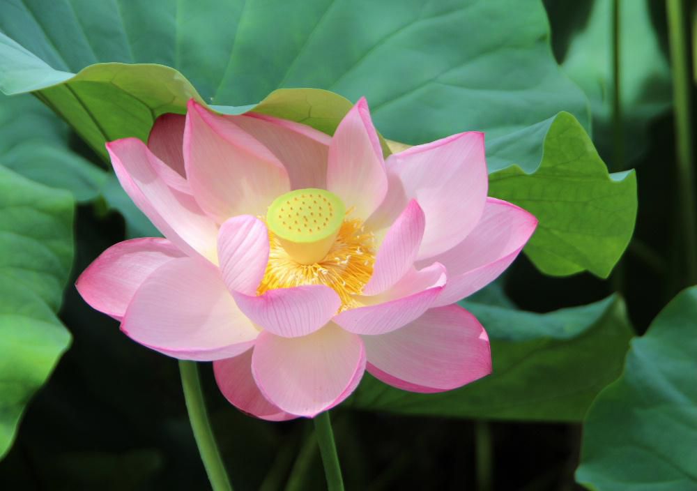 花期は７～８月とされまもなく終わろうとしている「ハス」の花が最後を飾るようにきれいに咲いていました　地下茎はレンコンといい、野菜となりますが「ハス」の花とスイレンを指して蓮華と呼ばれ仏教とともに伝来したといわれ古くからあった植物のようです　人間にとっては観賞用だったり食用さらには宗教的なシンボルとして親しまれ好まれている植物です　この花が終わる頃いよいよ本格的な秋がやってくるのでしょうか
