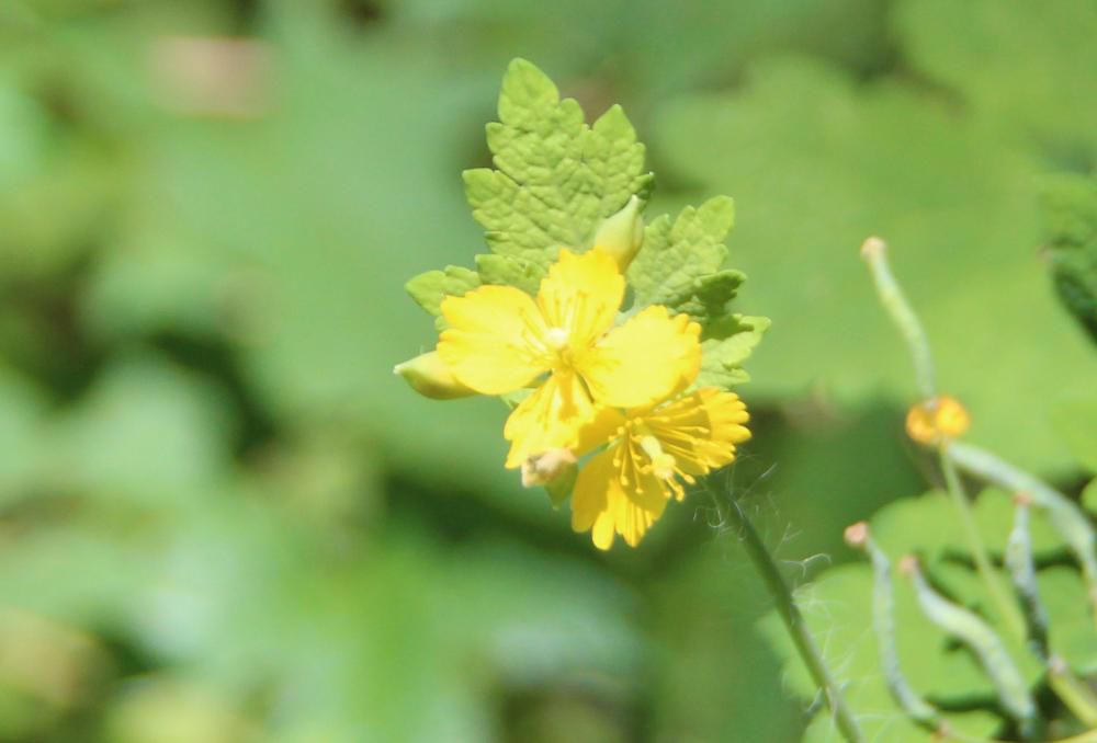 枝の先に黄色の花びらがつけた「クサノオ」の花を烏帽子山八幡宮下の土手で見つけました　開花期は初夏だそうですが咲き残ったのでしょうか　大きさは違いますがヤマブキソウによく似ています　山菜のようでいかにも食べられそうですが有毒であるそうです　昔は民間療法で薬草として使われてきた歴史があるそうです