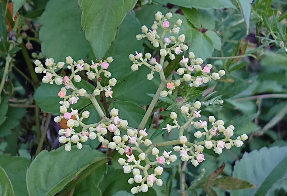 道路そばの藪の中に小さな淡い緑色の米粒ほどの丸い花でしょうか中央に白い雄花のようなものや淡いオレンジ色の花のようにも見えます調べてみると「ヤブガラシ」ではないかと思われます　つるを伸ばして他の植物に絡みつき藪を覆って木を枯らしてしまうことから「ヤブガラシ」が付いたんだそうです　「ビンボウカズラ」ともいわれ庭の手入れどころではない貧乏人の住処に生い茂りこの植物に絡まれた家屋が貧相に見えることからこの名前が付いたともいわれています　でも小さくとても可愛い花（？）です