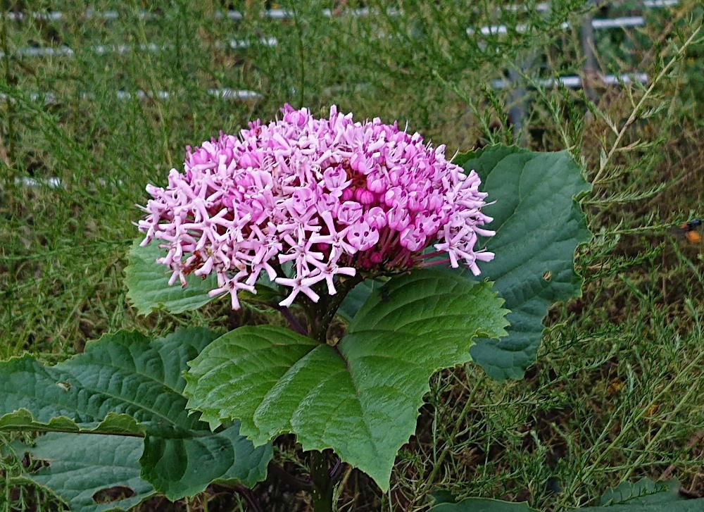 散歩道で目にとまった花は「ボタンクサギ」でしょうか　小さな花が集まってくす玉のように丸くなっています「クスダマクサギ」ともいうそうです　樹高１ｍ～２ｍになるシソ科の木のようです　日本語で「牡丹臭木」　きれいな花を咲かせている花木とはいいながら臭い木とは　