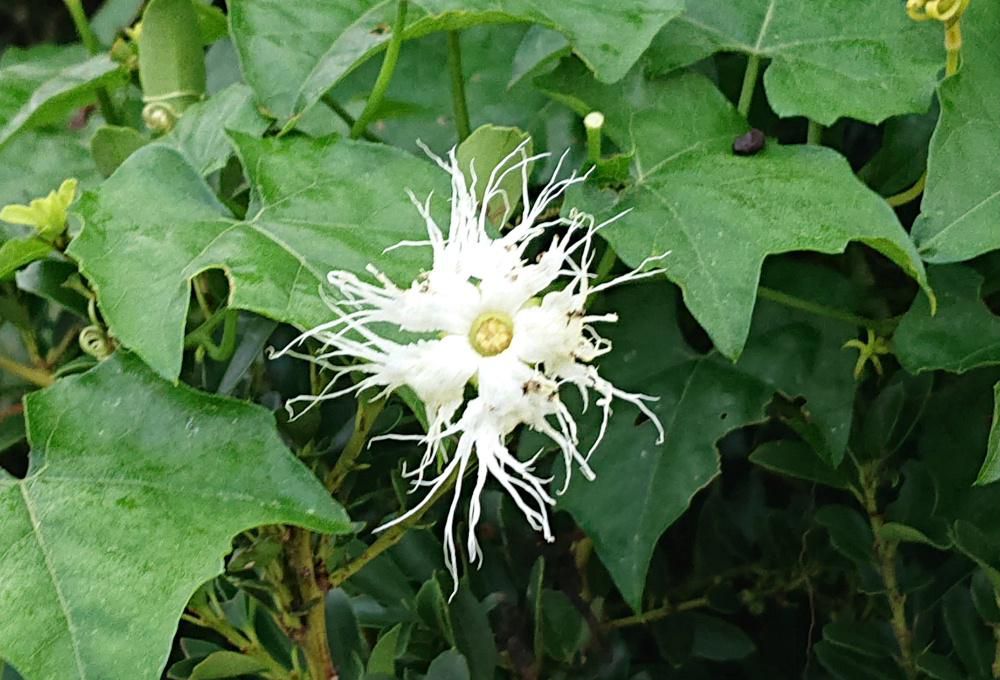 こんなに真っ白の花が「カラスウリ」と呼ばれるのは　この実をカラスが好んで食べる　あるいは熟した紅い実がカラスが食べ残したように見えることから命名されたなど諸説あるようです　真っ白なひげが伸びたような「カラスウリ」の花は葉の付け根の花びらの先がレース状白い花を夕方に咲かせ日の出前にはしぼむそうです　カラスウリの花の筒が非常に長く　夜行性で口が長いスズメガでないと花の奥の蜜には到達できないことから夜行性のガを引き寄せるためと考えられるそうです