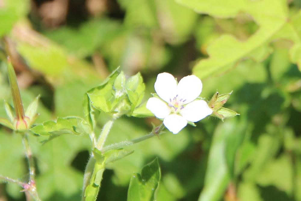 山際の集落の荒れ地にあまり大きくない白い花を見つけました　あまりみたこともない花でしたので調べてみましたら「ゲンノショウコ」ではないかと思われます　漢字で書くと「現の証拠]と書きます　なんとも不思議な名前です　花はピンクと白があるのだそうですが西日本ではピンク東日本では白が多いのだそうです　薬効があるのだそうで下痢や便秘　整腸などに効き　飲めばピタリと効くところから生薬名「現の証拠」と名付けられたそうです　不思議な野草なんですね