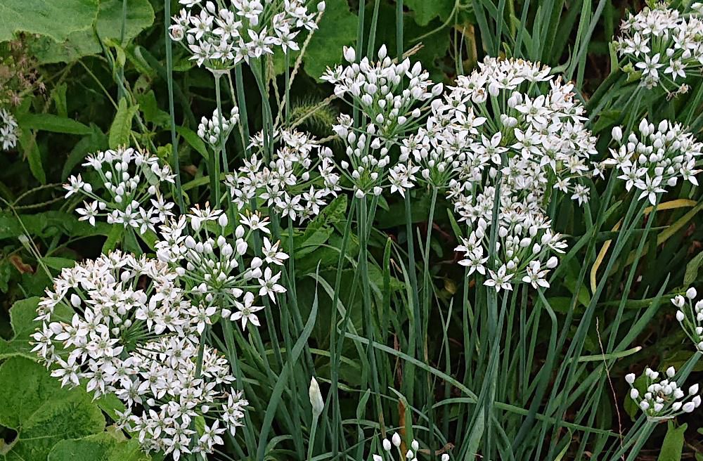 伸びた茎の先に小さな星をいくつもちりばめたような可愛い白い花を咲かせる「ニラ」の花があちこちに咲いており　夏から秋の季節の移ろいを感じさせてくれます　ネギのような丸いつぼみから花を咲かせますが群生すると小さいながらも華やかに見えます　収穫前の田んぼの黄色い稲とのコントラストが映えます　茎を折ってみると「ニラ」の匂いし　思ったりよりもほのかに甘い香りがします
