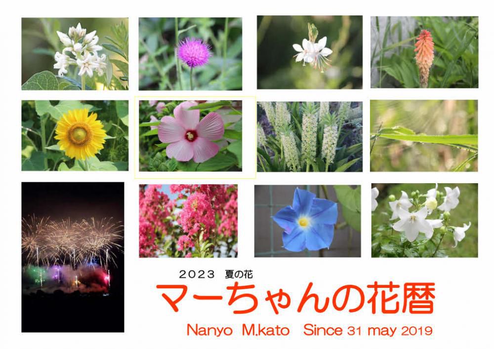 表紙の写真を「夏の花」に変更しました　暑い夏でしたがそれでも草花は何も言わずにその美しさを見せてくれました　癒される花にありがとうを