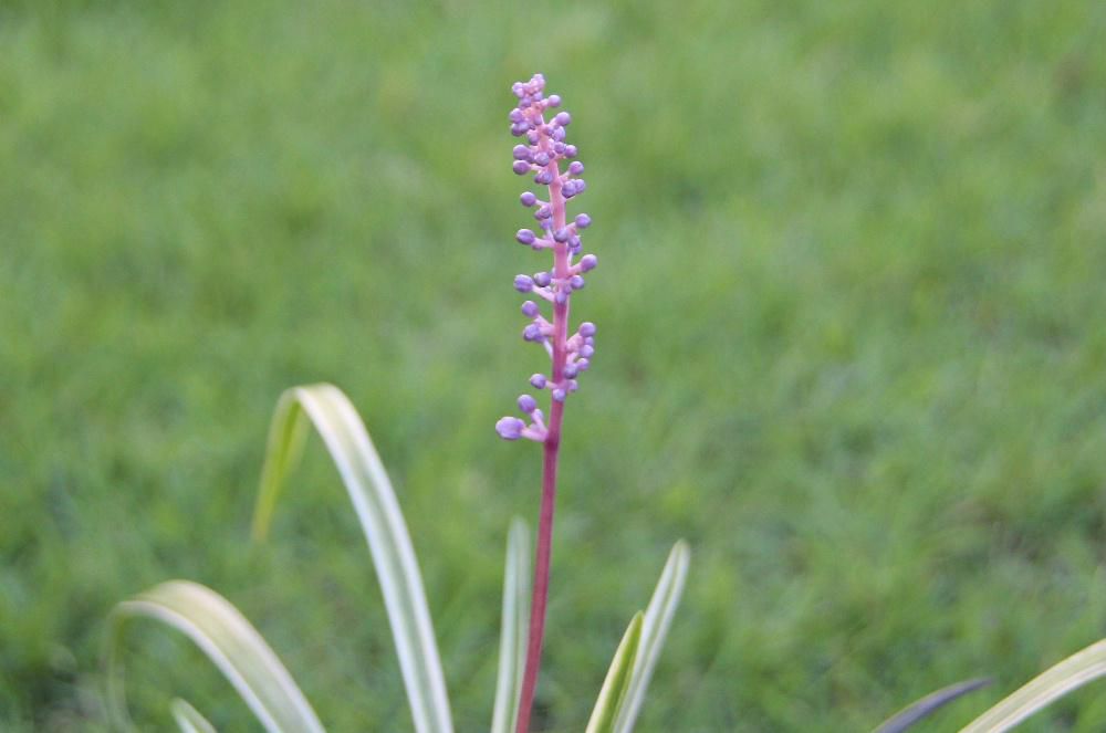 毎年紹介しているおなじみの花で細長い葉には白い縁取りがあり少々水をやらなくとも育つ「ヤブラン」の花が咲きそうです　耐寒性耐暑性はもちろん病害虫にも強く土もあまり選ばない植物です　秋には長い穂を伸ばし薄紫色の蕾から白い小さな花を咲かせます　昔から緑化や造園の植栽に 花壇の縁取りなどに植えられているようです