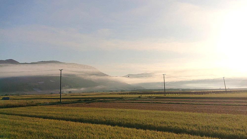 朝の散歩で東の空にひくくたなびく朝霧　そして刈り取りの始まった黄金色の田んぼ　めずらしく稲ぐいに干されている刈り取られた稲とどれもが秋を感じさせる風景です　暑い暑いが口癖だったのですが朝晩は寒いと感じるほど気温も低くすっかり秋になりました　一日中聞こえるコンバインの音　本格的な秋がやってきました