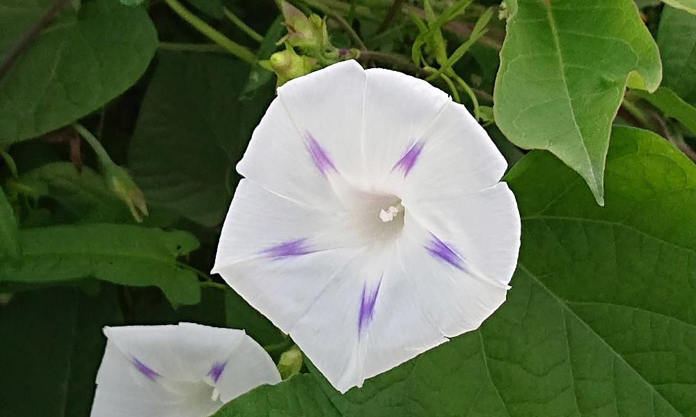 こんなに爽やかな色の「アサガオ」をみたことがありますか　川の土手で見つけた花ですが野生のアサガオでしょうかそれともヒルガオでしょうか　夏の終わりを惜しむかのように土手を彩っていました
