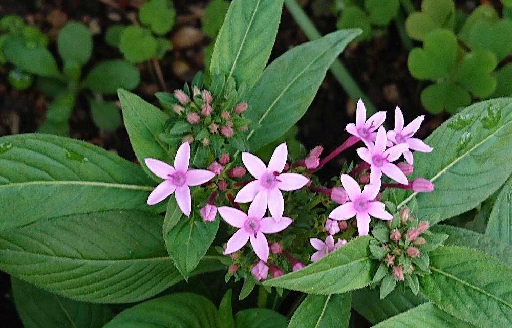 知人の庭で「ペンタス」が白や紅 ピンクなどの花を咲かせていました　小さな星型の花がかたまって半球状に咲いていてとても可愛い花です　背丈も小さく花壇を縁取っていました　暑さに強くて盛夏にも休まず花を咲かせるので夏花壇や寄せ植えにも適しているそうです　今年のように暑い夏に咲いている花があまりありませんでしたので来年庭に植えてみたくなりました